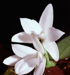 aerangis_fastuosa_big