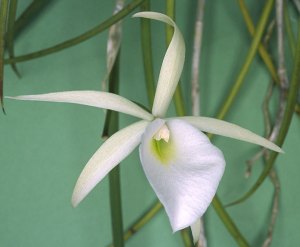 Brassavola-flagellaris_big