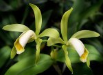 Cattleya forbesii alba