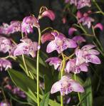 Dendrobium kingianum