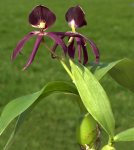 Epicattleya-Etoile-Noire_bi