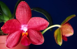 Phal-Miva-Club-Dandy_big