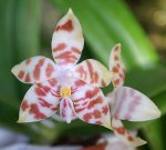 Phala_amboine_alba_big