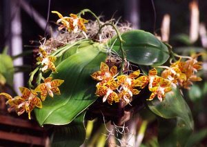 Phalaenopsis_amboinensis_bi