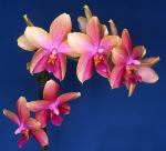 Phalaenopsis Miva Fragrance