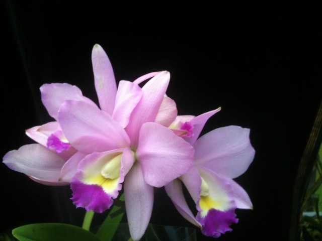 Cattleyahybrid i blom