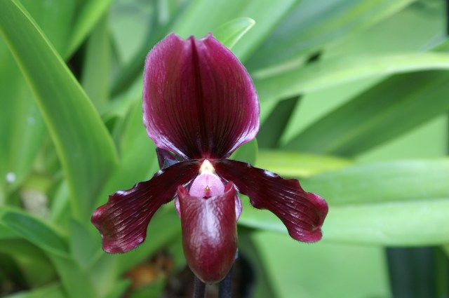 Paph Black Jack
