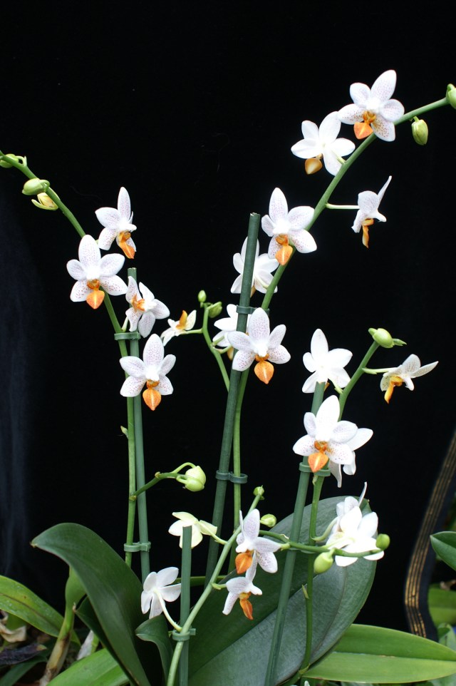 Phalaenopsis Mini Mark