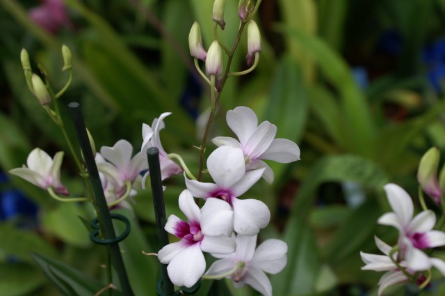 Minihybrid av Dendrobiumphalaenopsis