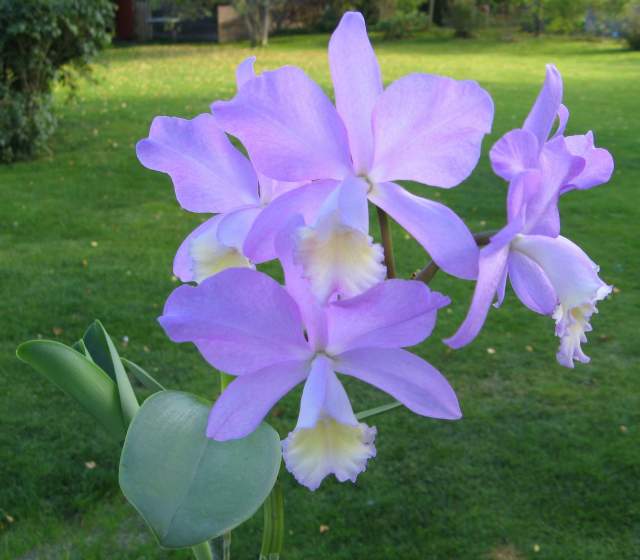 Cattleya Minerva
