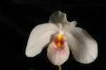 Paph delenatii x emersonii