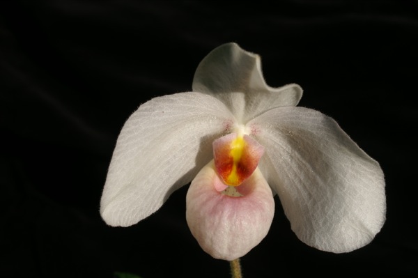 Paph delenatii x emersonii