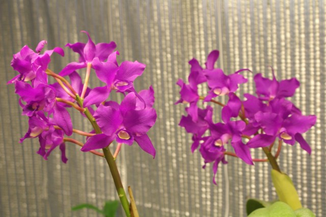 Cattleya bowringiana