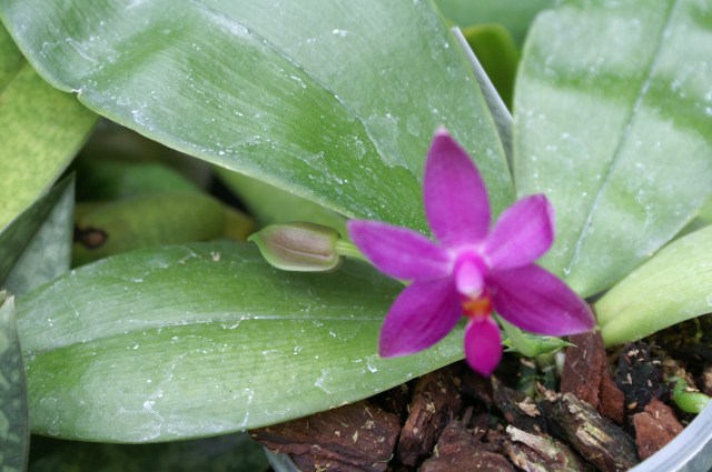 Phal violacea (dark)