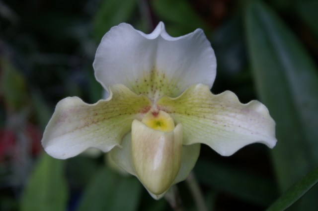 Paph Rosy Dawn