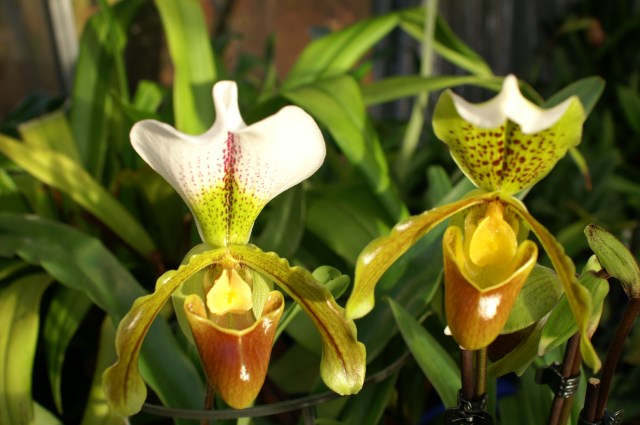 Mor och barn - Paph insigne (till hö) och leeanum