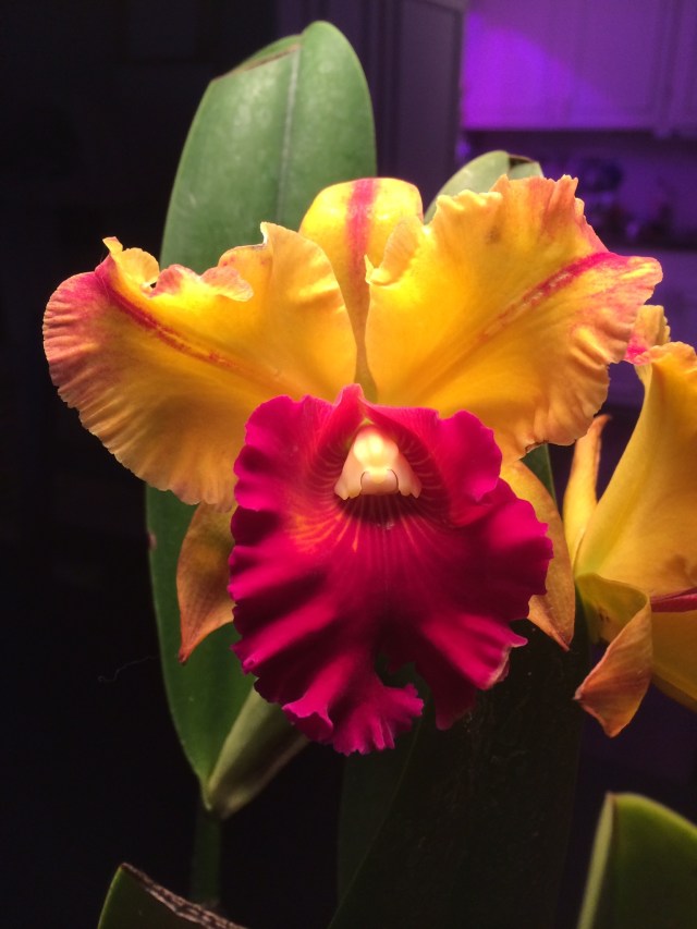 BLC Tainan Gold