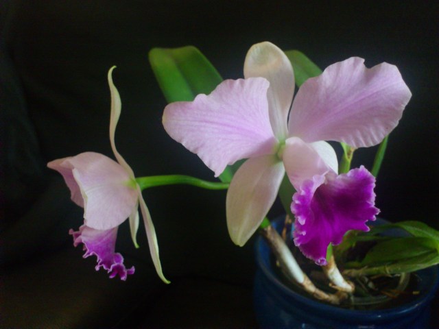 Cattleya walkeriana x rex