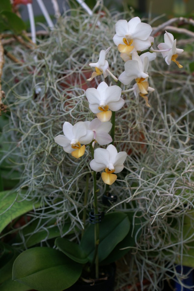 Phal Liu´s Triprince