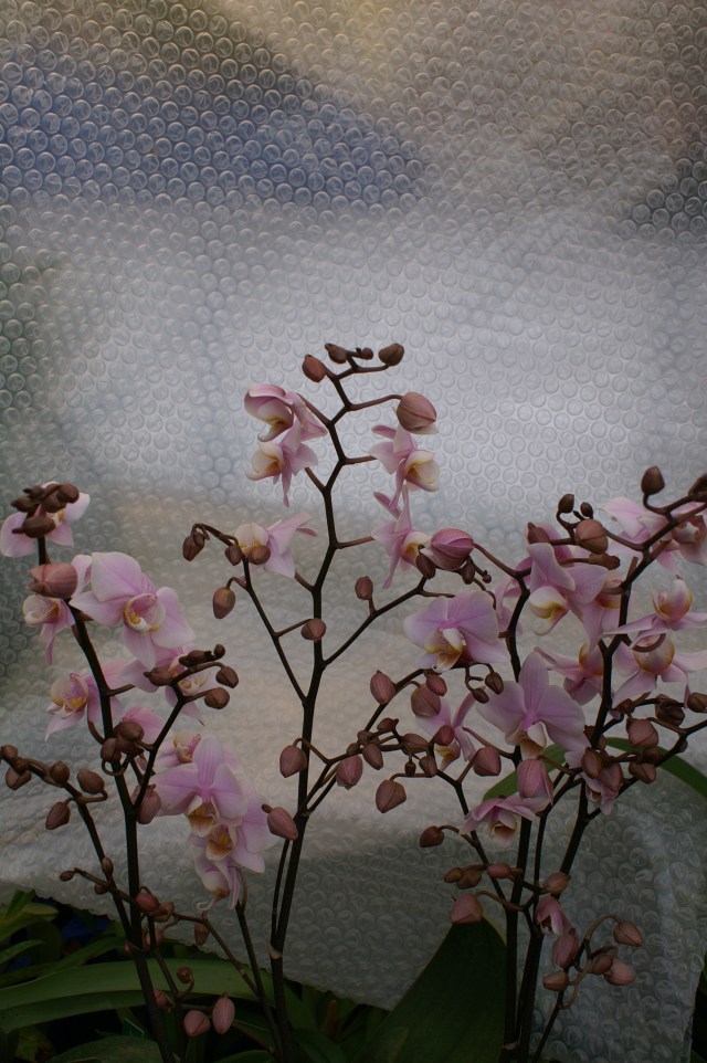 Phal schillerianahybrid