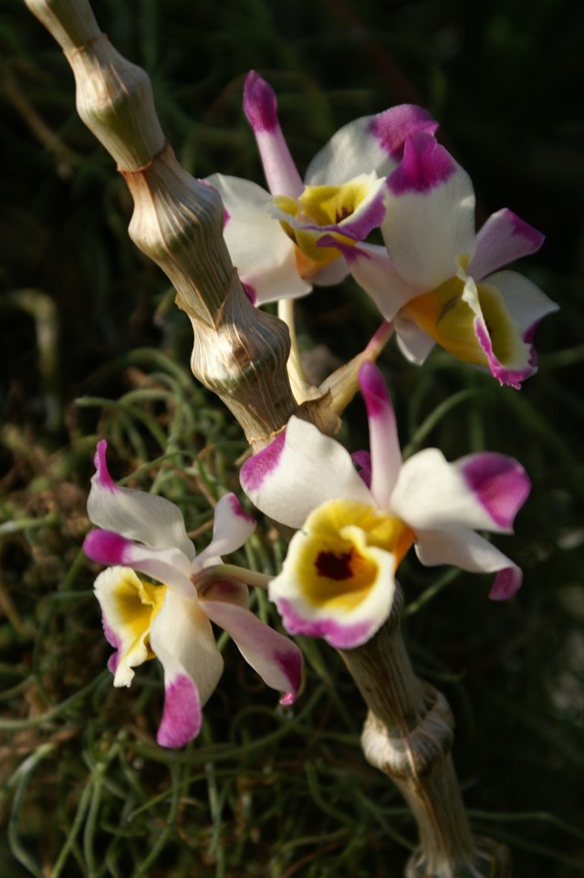 Dendrobium pendulum
