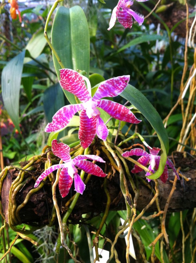 Phalaenopsis lueddemanniana