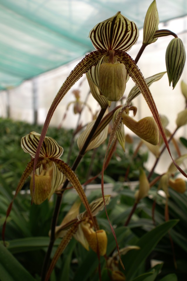 Paphiopedilum St within