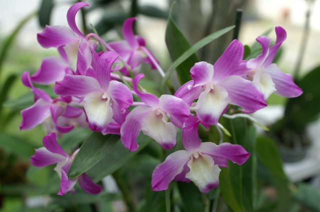 Dendrobium Hamana Lake