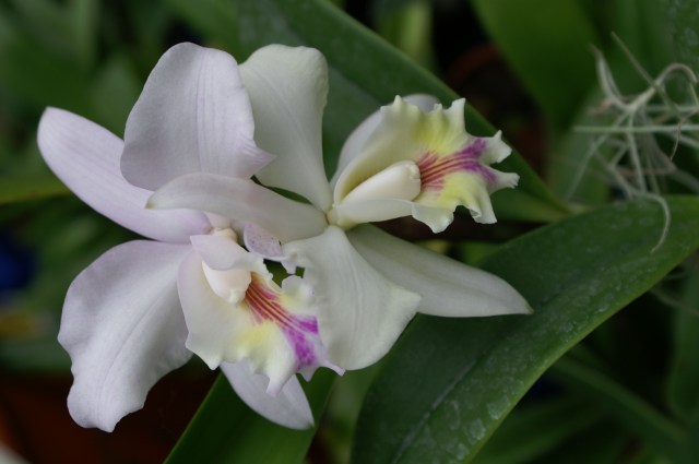Cattleya walkeriana x rex