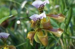 Paph gratrixianum