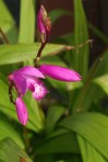 Bletilla striata