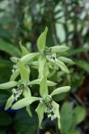 Coelogyne pandurata