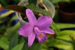 Laelia alaorii x prastans