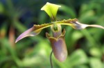 Paph appletonianum