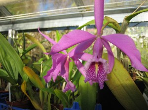 IMG_0579 Catt maxima Tbs fr Lundb