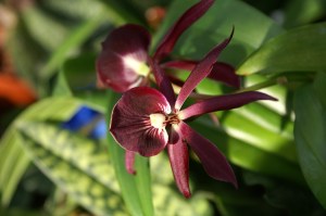 KONICA MINOLTA DIGITAL CAMERA