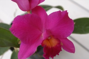 KONICA MINOLTA DIGITAL CAMERA