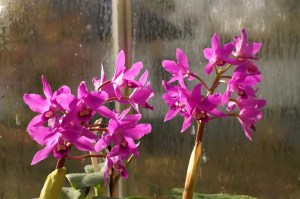 Cattleya bowringiana
