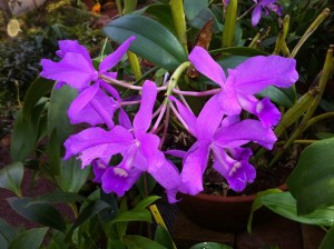 Cattleya skinneri