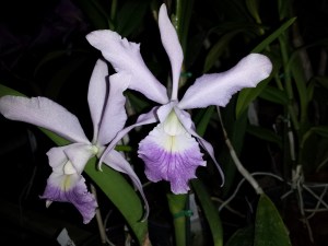 laeliocatt. canhaniama coer x c walkeriana coer20141028_175948