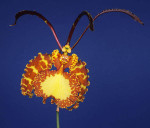 oncidium-butterfly_big