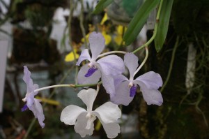 KONICA MINOLTA DIGITAL CAMERA