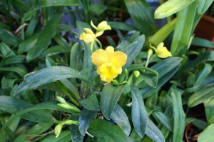 KONICA MINOLTA DIGITAL CAMERA