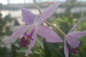 KONICA MINOLTA DIGITAL CAMERA