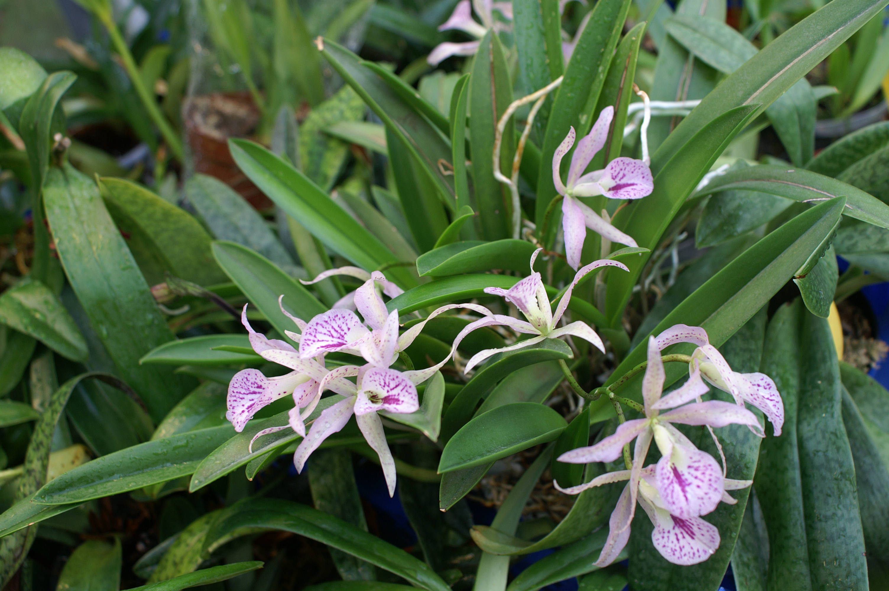 KONICA MINOLTA DIGITAL CAMERA