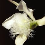 rhyncolaelia_digbyana_big