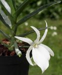 angraecum_didierii_big