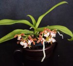 Gastrochilus acutifolius