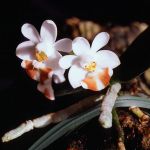 phalaenopsis_lobbii_big