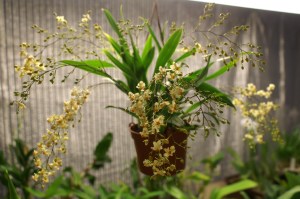 KONICA MINOLTA DIGITAL CAMERA